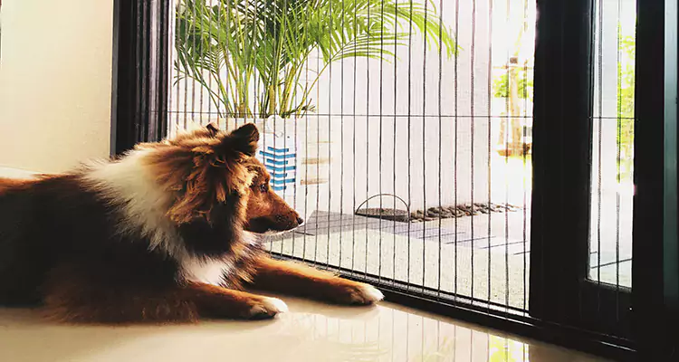 Sliding Screen Pet Door Repair in Glenvar Heights, FL