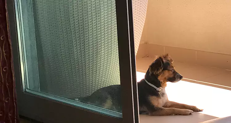 French Door Pet Screen Repair in Glenvar Heights, FL